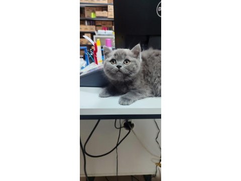 British shorthair yavru