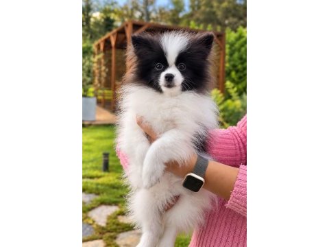 Teddy bear güzelliği ayıcık pomeranian oğlumuz