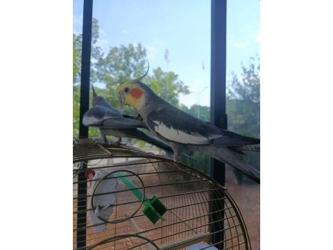 Yetişkin sultan papağanı paşam