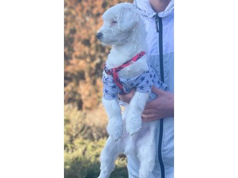 Maltese terrier sahiplendiriyorum uygun vereceğim