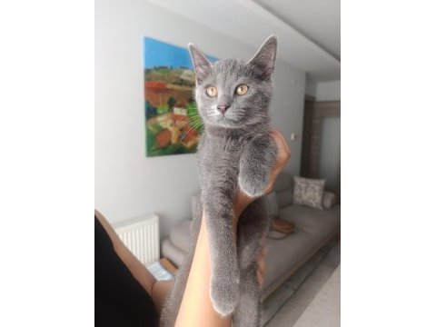 Yavru kedimizi sahiplendirme