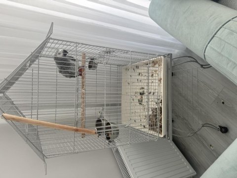 Jako papağanımız evcil market buradadan sahiplendim