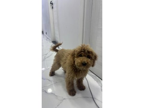 Yavru toy poodle