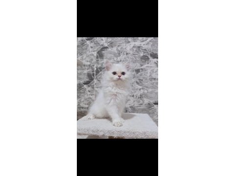 Orijinal safkan british longhair dişi yavru
