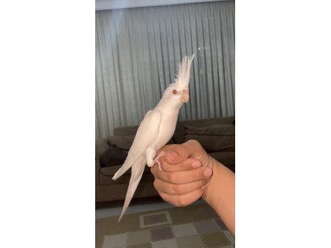 Albino sultan papağanı evcil
