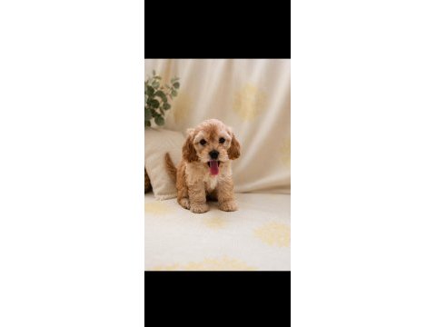 Maltipoo minik canlar orijinal
