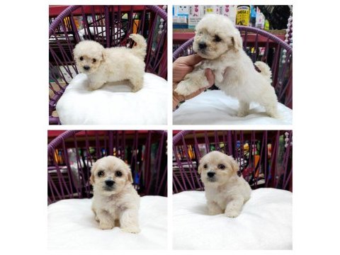 2 aylık erkek ve dişi maltipoo yavrular