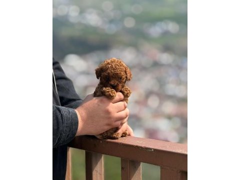 Aşılı çiş eğitimli toy poodle bebekler 