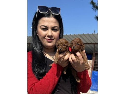 Sağlık ve ırk garantili toy poodle yavrularım