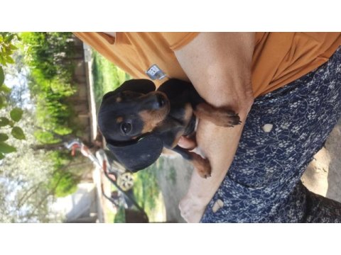 Dacshund yavrularım mevcut a kalite