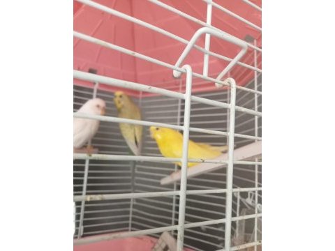 Muhabbet kuşu lutino albino bunlar takım diğeri erkek