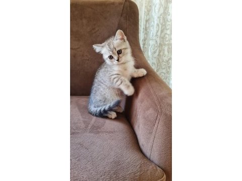 2 aylık erkek british shorthair silver yavrumuz
