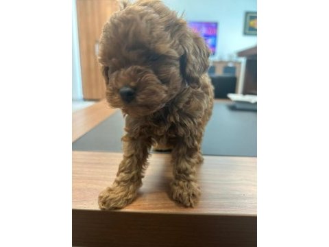 Toy poodle red brown