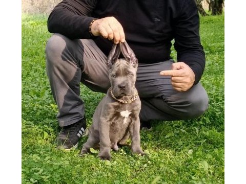 Cane corso blue yavrumuz erkek