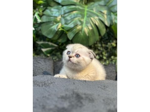 Scottish fold ny1133 dişi