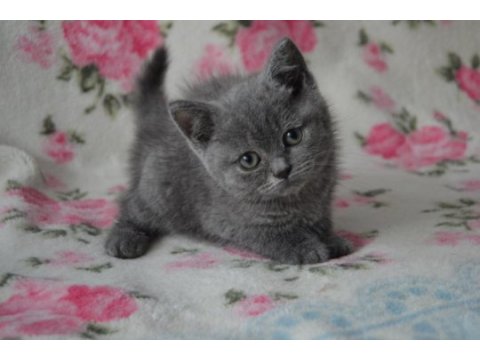 British shorthair yavruları