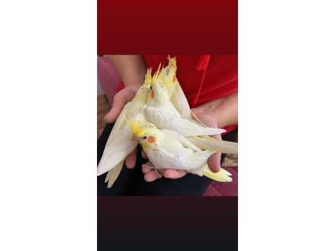Ele alışkın ısırma bilmez sultan papağanı