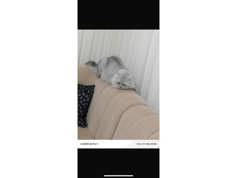 Damızlık scottish fold kedisi