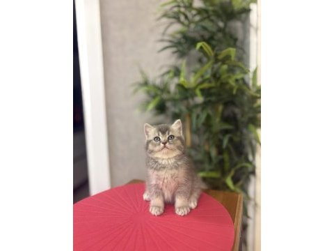 Güzeller güzeli brıtısh shorthair yavrular 