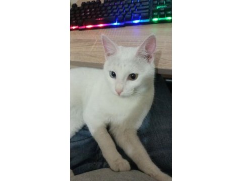 Yakışıklı kedimiz pati sahiplendiriyorum