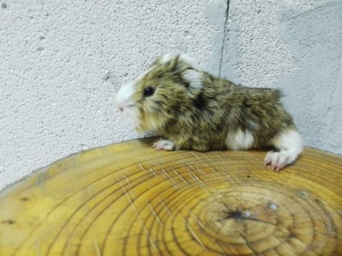 Ginepig rengarenk yavrularımız