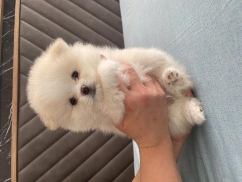 Orjinal ayı surat pomeranian boo