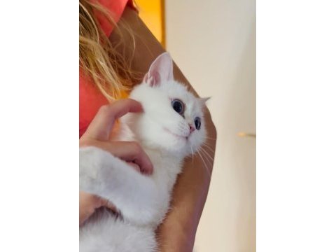 Evin havasını değişterecek dünya tatlısı bir kedidir