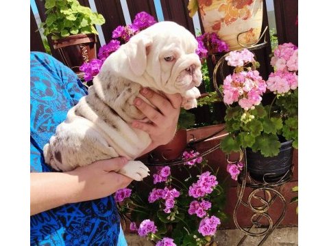 Sitenin en renkli en mütevazi bulldog şekerleri