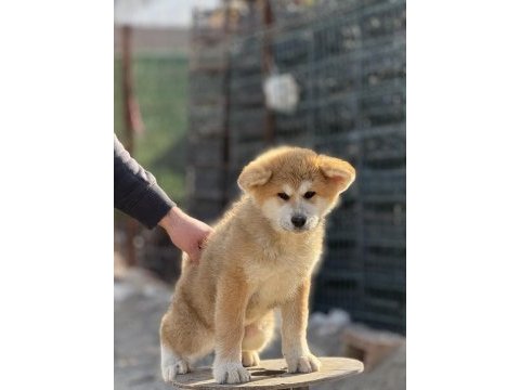 Üç aylık akita inu