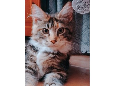 Maine coon yavrular full şecereli