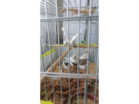 45 günlük albino sultan papağanı yavrular