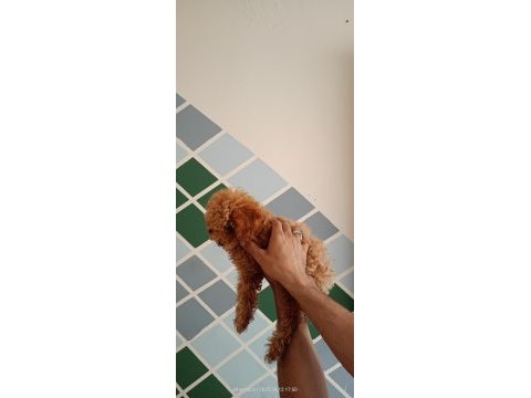 Kore ayarı dişi minyatür poodle