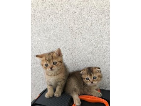 British shorthair ve scottish hazır kediler