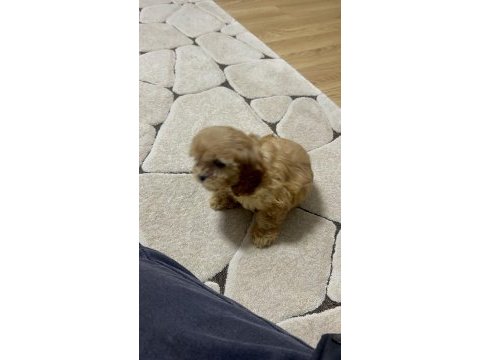 Orjinal bebek surat el boyutunda maltipoo