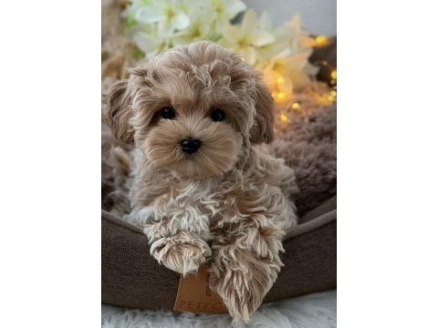 En özel kore maltipoo yavruları