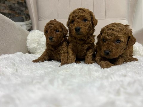 Muhteşem tüy yapısına sahip kore poodle yavrularımız