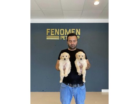 En güzel golden retriever yavruları