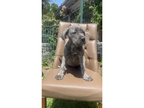 Cane corso köpeğimiz