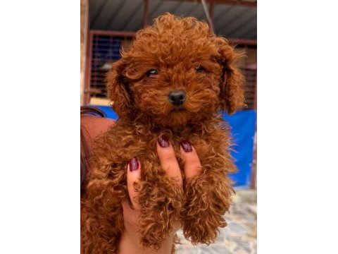 Toy poodle yavrularımız yeni yuvalarına gitmeye hazır