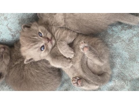 Aydın yavru british shorthair