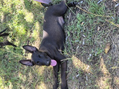 Malinois 75 günlük dişi