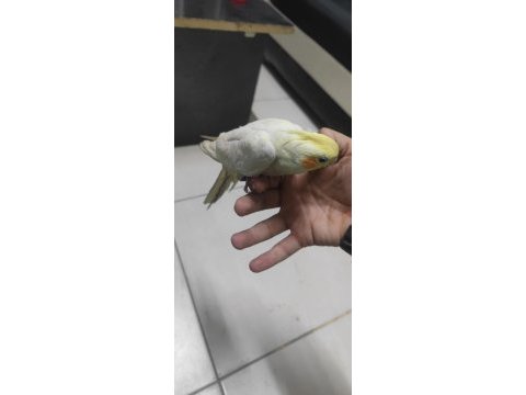 Splitli sultan papağanı