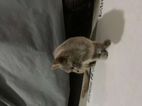 Ücretsiz british shorthair sahiplendirme sokakta bulundu
