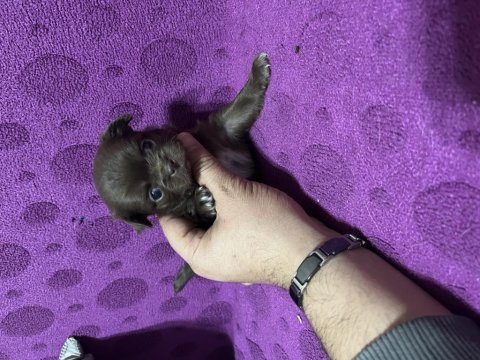 Orjinal ırk garantili 4 adet dişi longhair chihuahua
