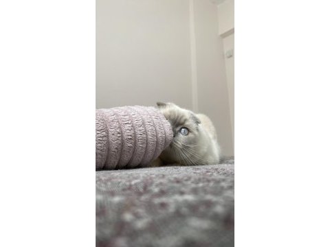 Erkek british shorthair sahiplendirilecektir