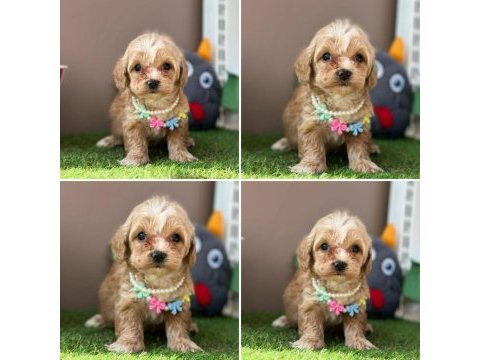 Çok tatlı minik maltipoo bebekler