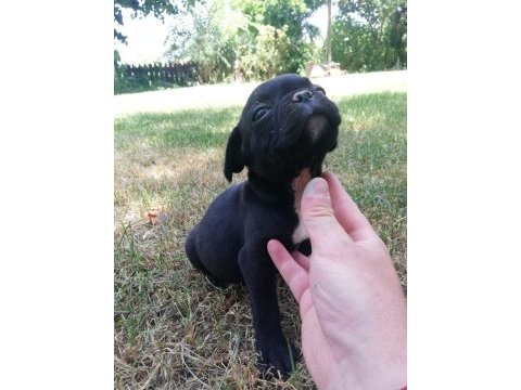Irk harikası küt burun french bulldog