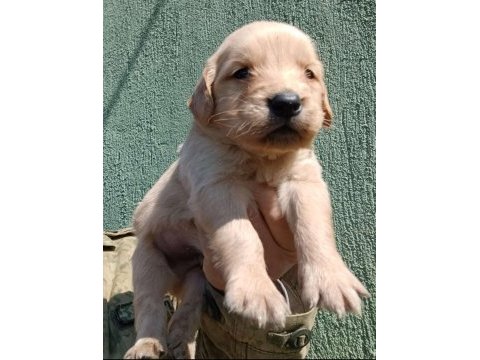 Sağlıklı mükemmel golden retriever yavrularımız