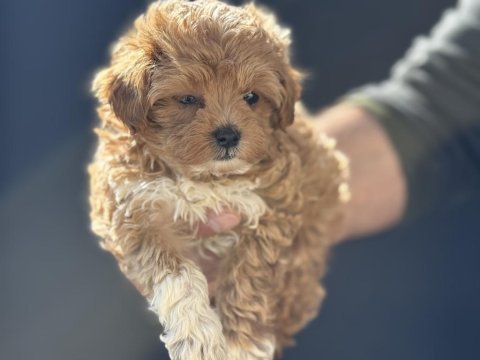 Show kalite kore maltipoo yavrularımız