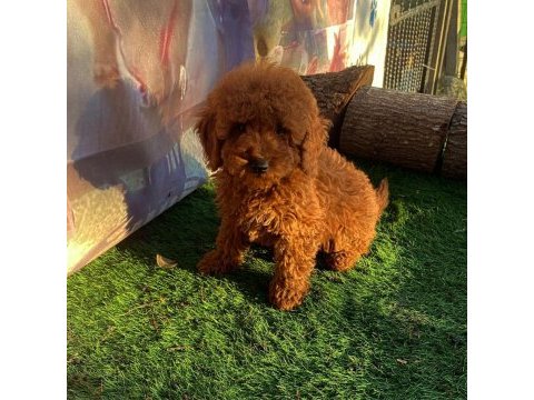 Toy poodle red brown mini boy yavrular